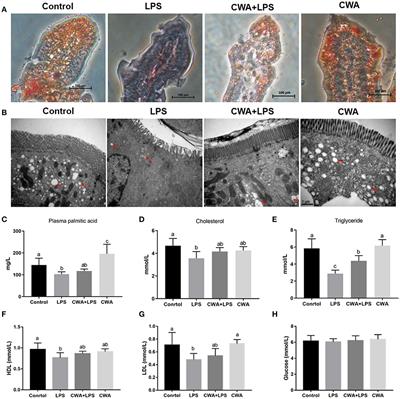 Cathelicidin-WA Facilitated Intestinal Fatty Acid Absorption Through Enhancing PPAR-γ Dependent Barrier Function